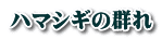 ハマシギの群れ
