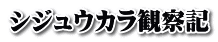 シジュウカラ観察記