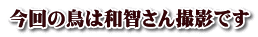 今回の鳥は和智さん撮影です 