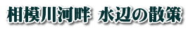 相模川河畔 水辺の散策
