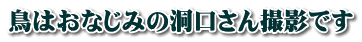 鳥はおなじみの洞口さん撮影です